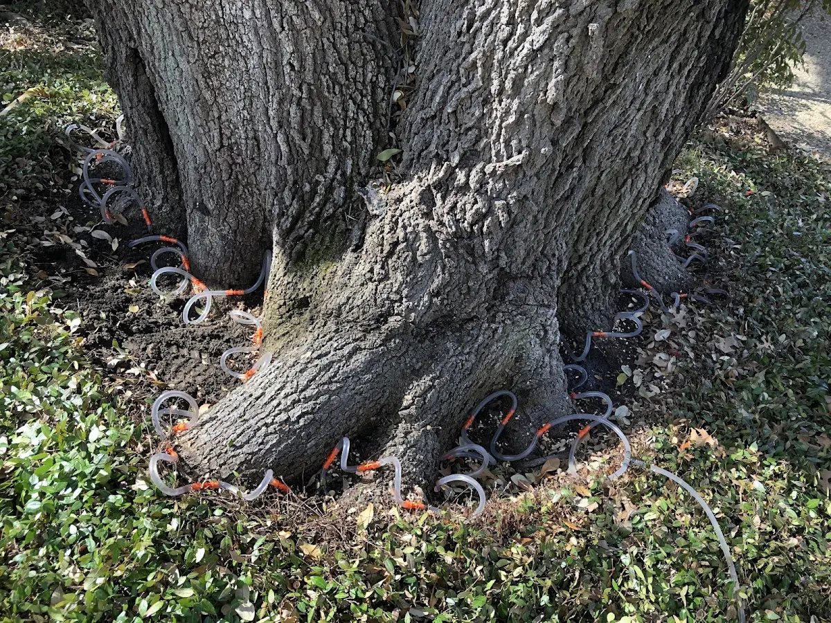 Detailed Tree Cabling and Bracing job site in Belleville
